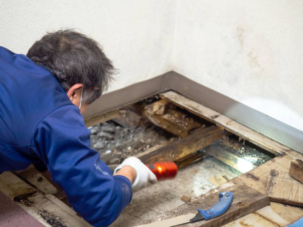 Mold Testing and Removal in Evanston, WY