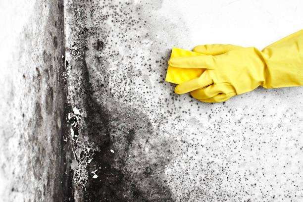 Best Home Mold Removal  in Evanston, WY