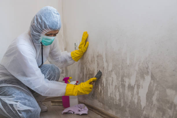 Trusted Evanston, WY Mold Removal Experts
