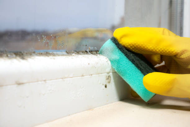 Best Residential Mold Removal  in Evanston, WY