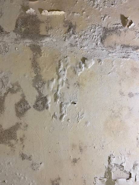 Best Local Mold Removal Service  in Evanston, WY