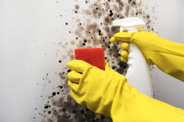 Best Attic Mold Removal  in Evanston, WY