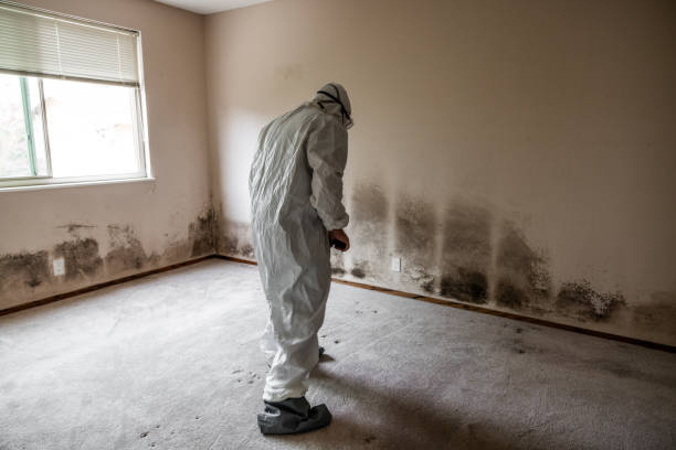 Best Office Mold Removal Services  in Evanston, WY