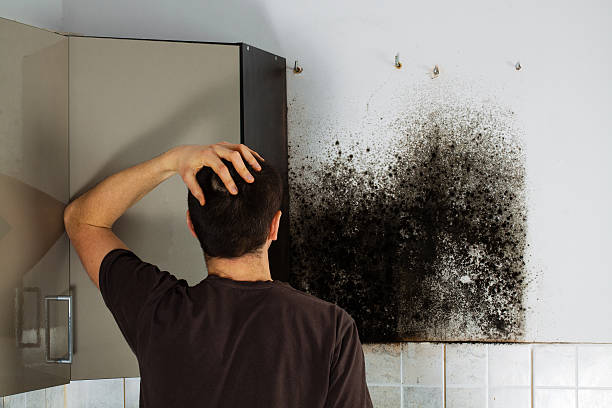 Best Mold Removal Company Near Me  in Evanston, WY