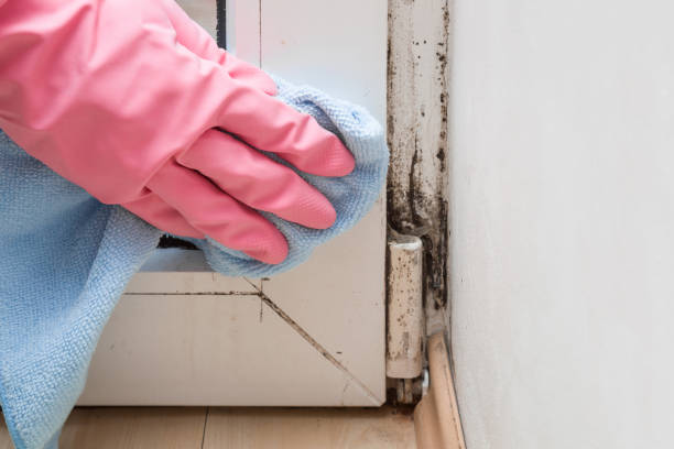 Best Toxic Mold Removal  in Evanston, WY