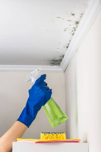 Best Mold Testing  in Evanston, WY
